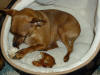 Min Pin with one of our Puppy Chews!